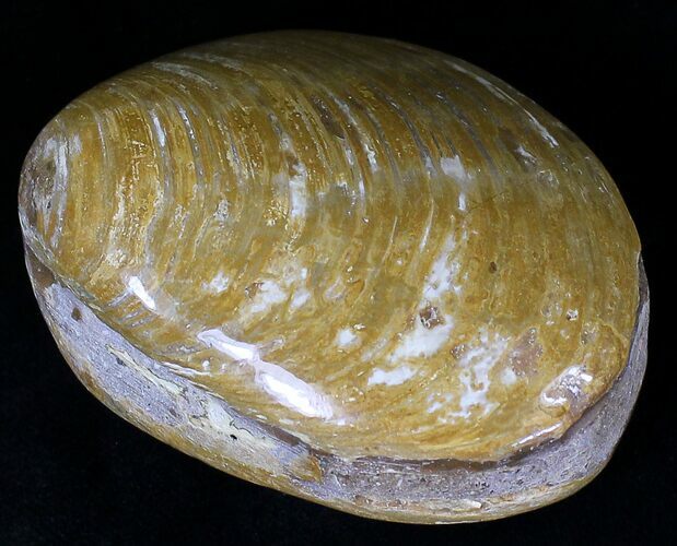 Wide Polished Fossil Clam - Jurassic #21759